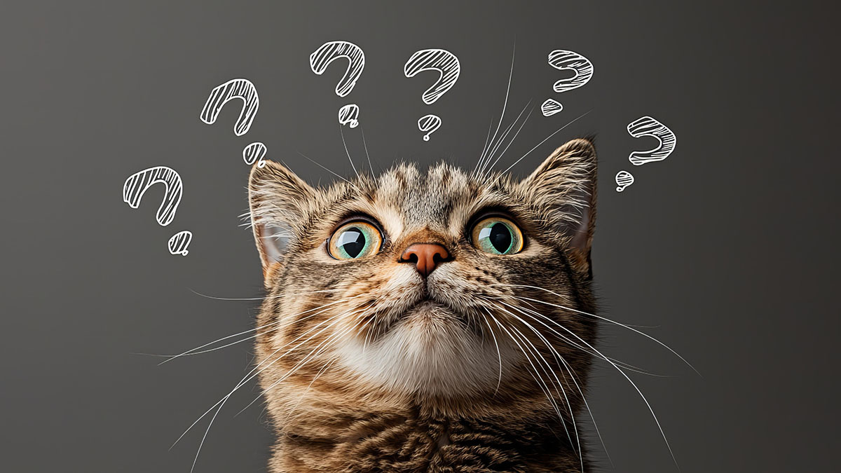 Cat looking at question marks