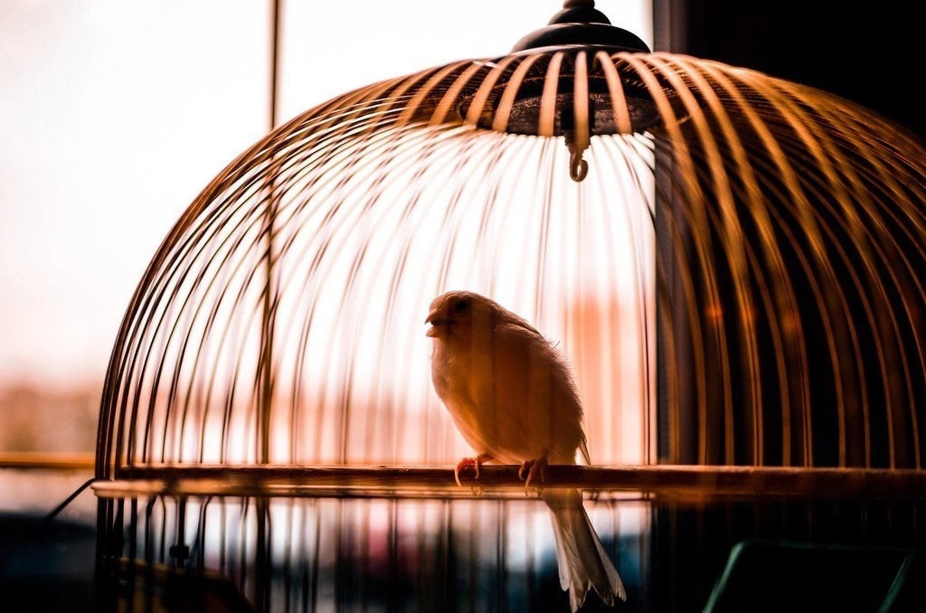 Bird in a cage