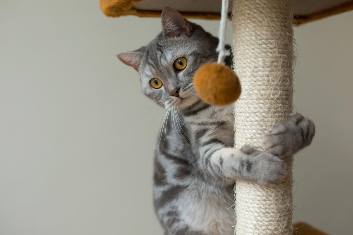 Cat climbing on a scratching post