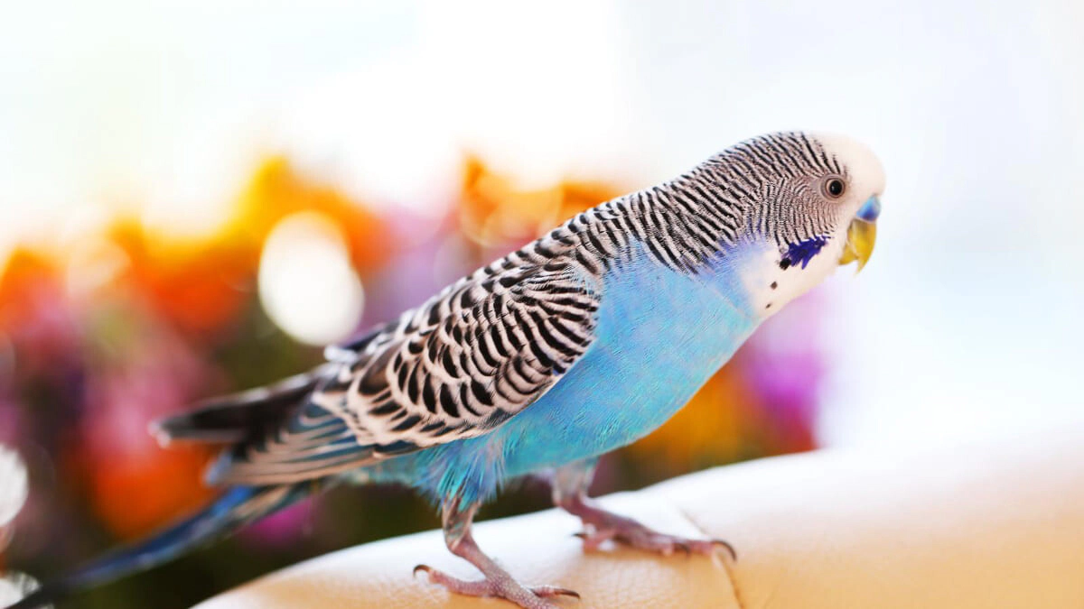 Budgie Breeds and Care Tips