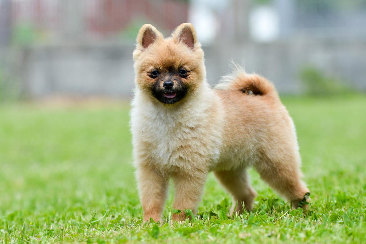 Pomeranian puppy standing on the grass