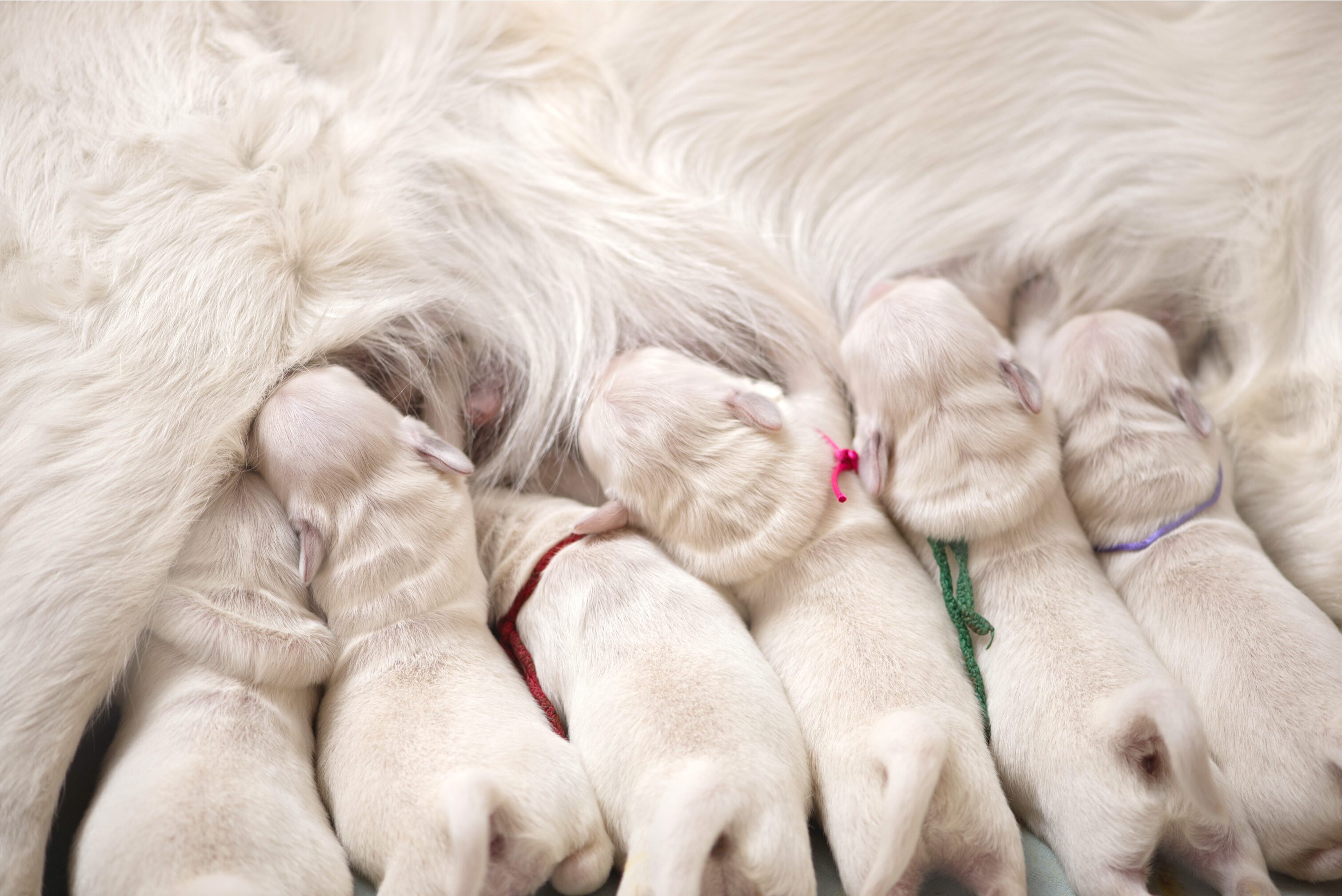 Mother dog nursing her puppies