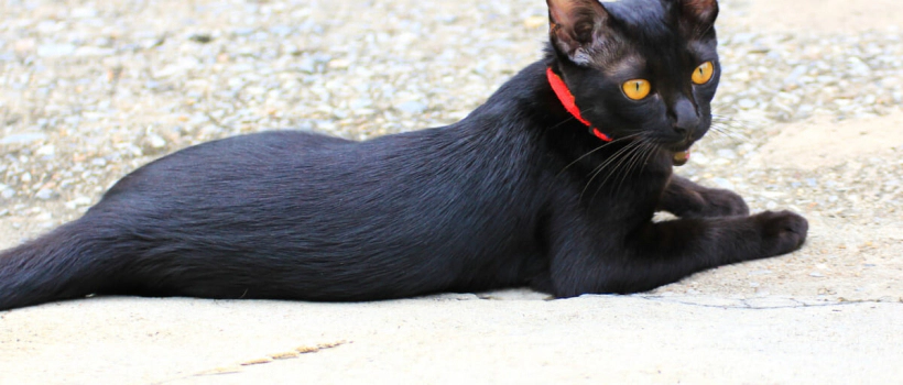 Bombay Cat Characteristics, Care and Feeding