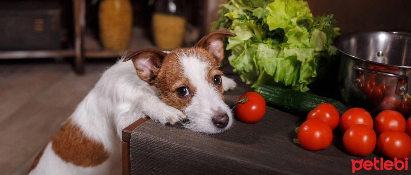 Do Dogs Eat Tomatoes? Are Tomatoes Harmful to Dogs?