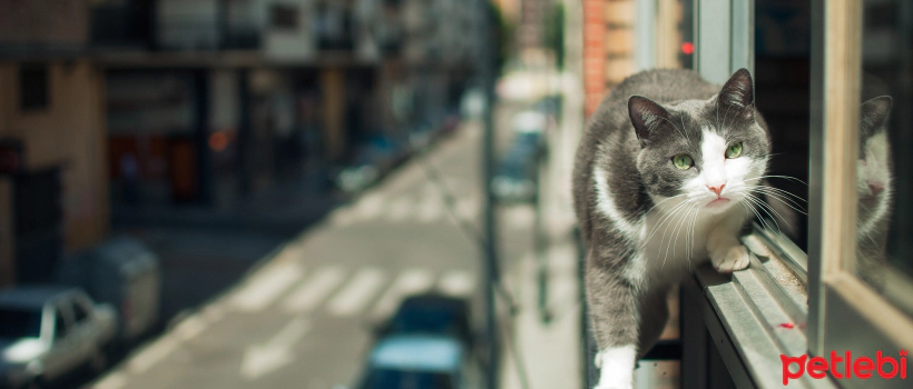 Fall-From-Height Syndrome in Cats