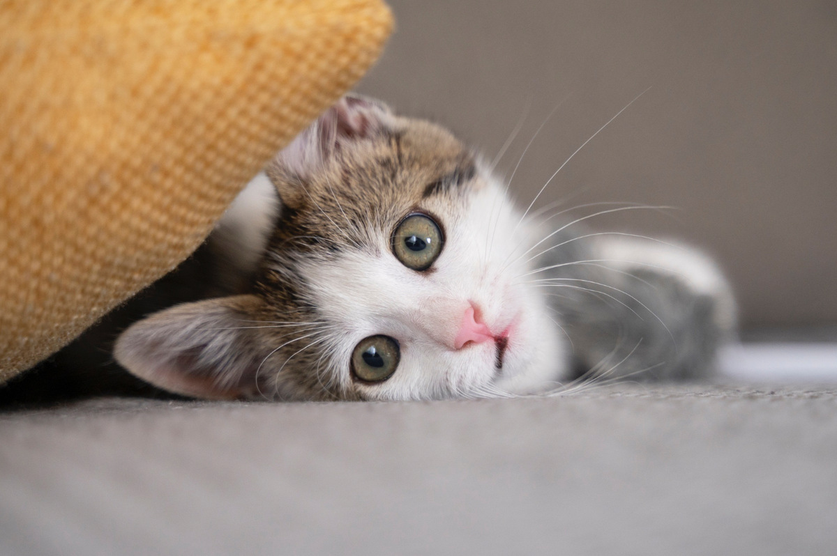 A sad cat lying down