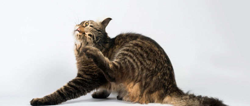 My Cat Scratches a Lot? Itching (Pruritus) in Cats