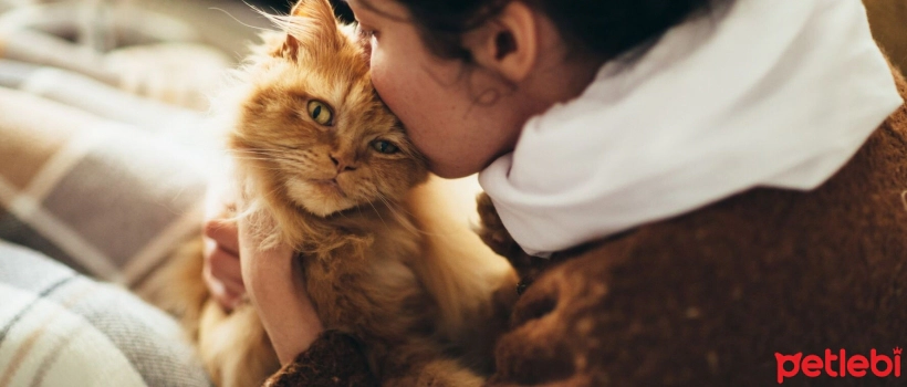 The Joys of Adopting Senior Cats