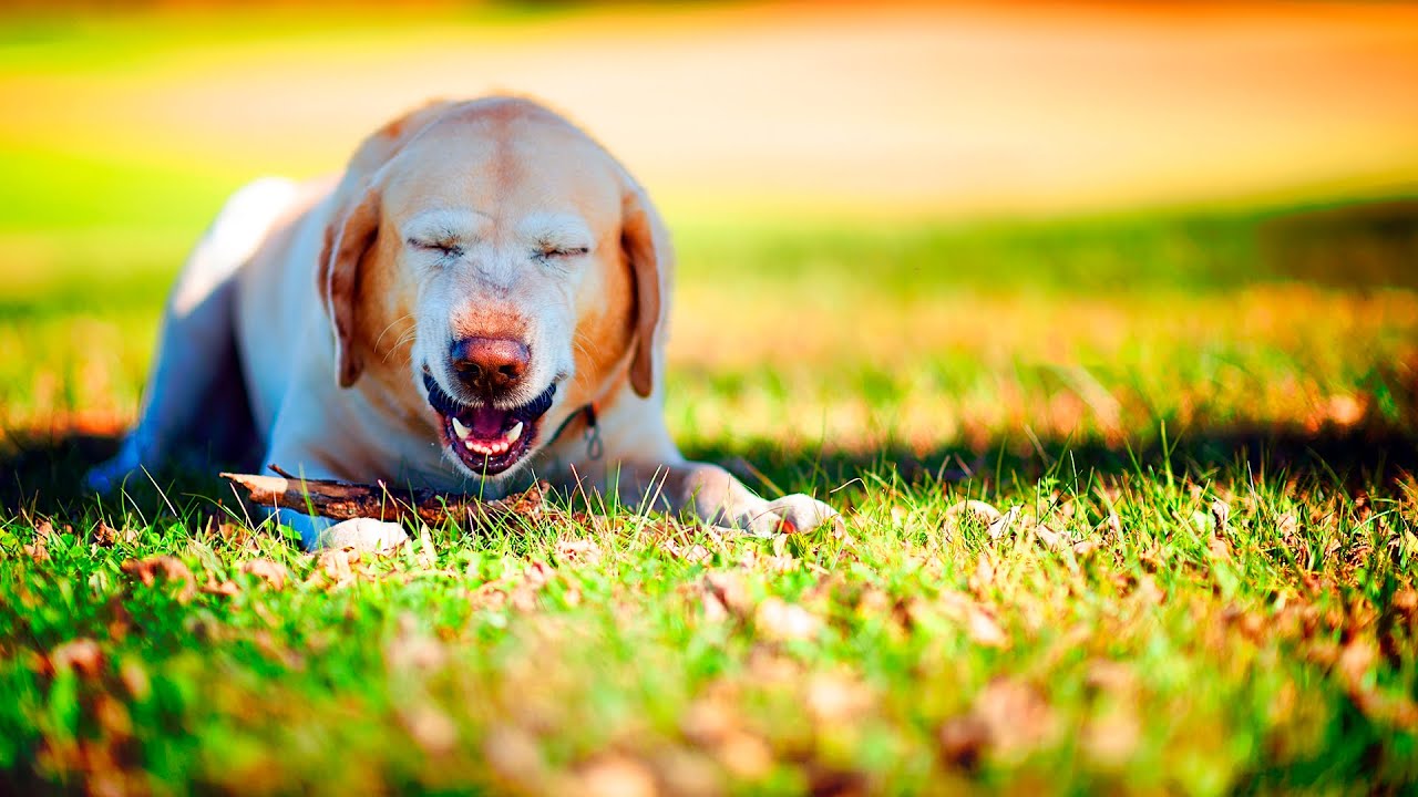 Dog sneezing while sitting on the grass