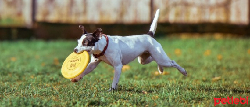 Dog Intelligence and Development