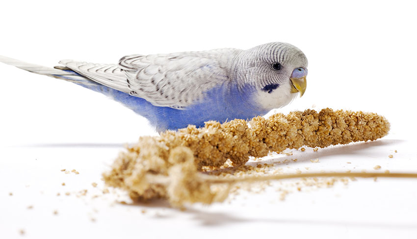 Bird Eating Treats