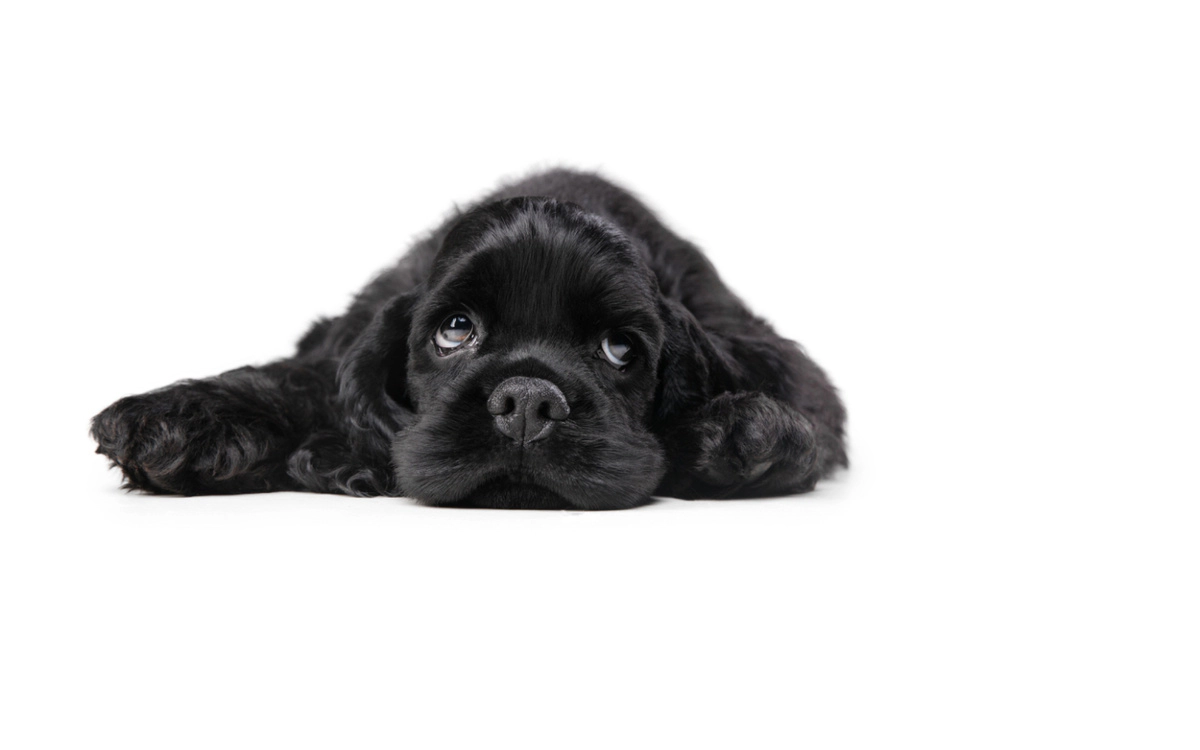 Black-furred puppy lying unhappy on a white background