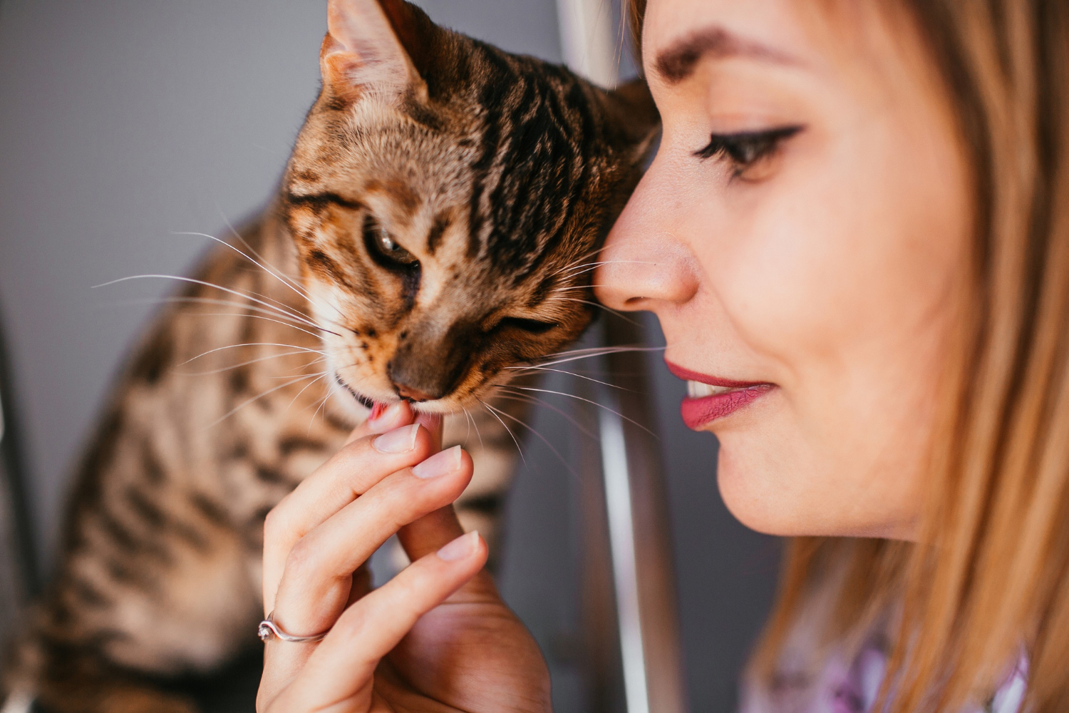 tabby cat licking its owner's finger