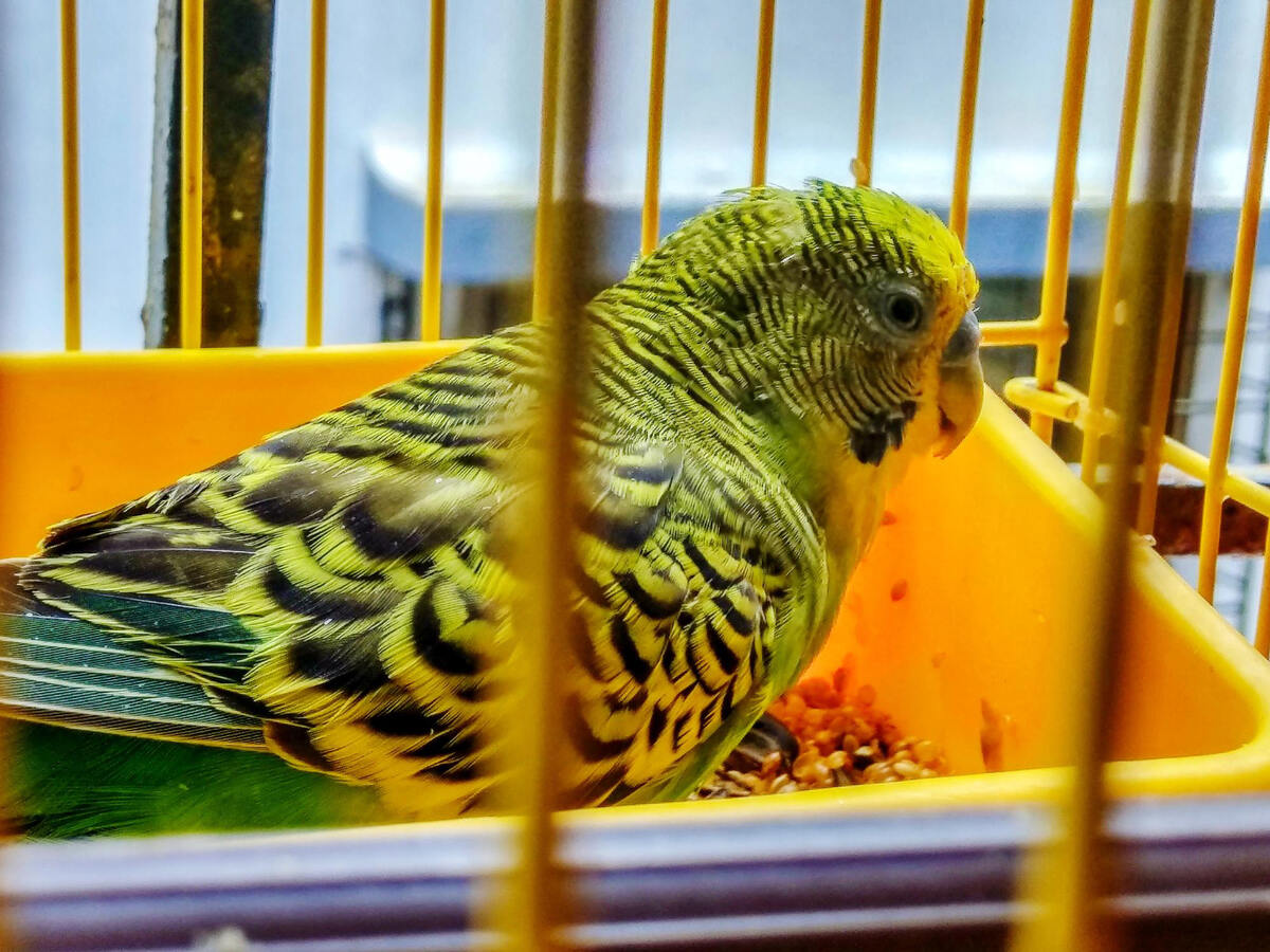 Budgie sitting on its eggs