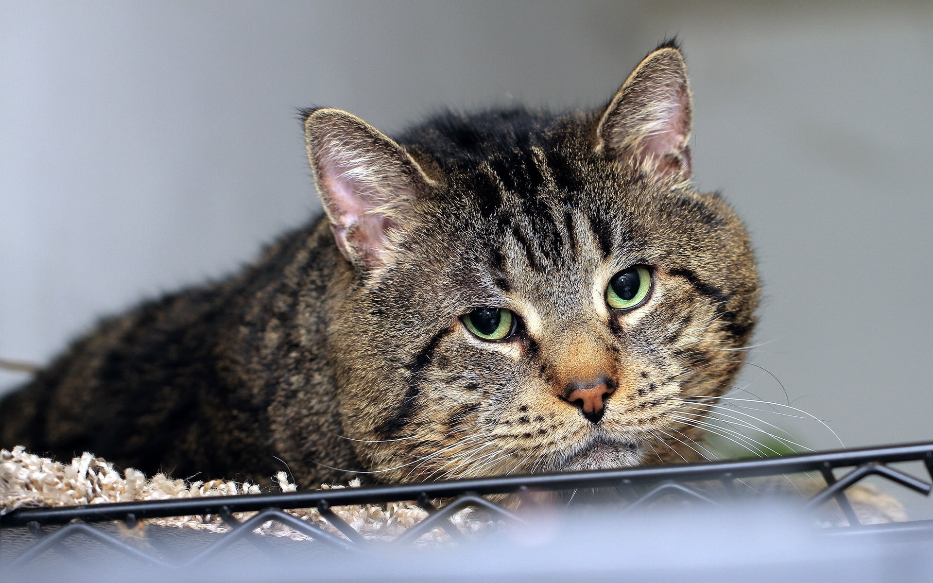 Lying, eyes open, elderly tabby cat
