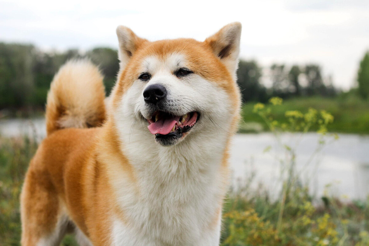 Akita with brown and cream colored fur
