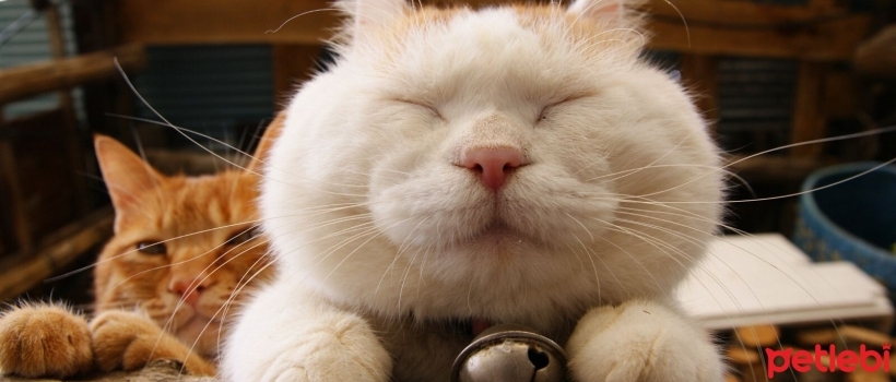 How Do I Make My Cat Happy? 8 Ways to Make Cats Happy