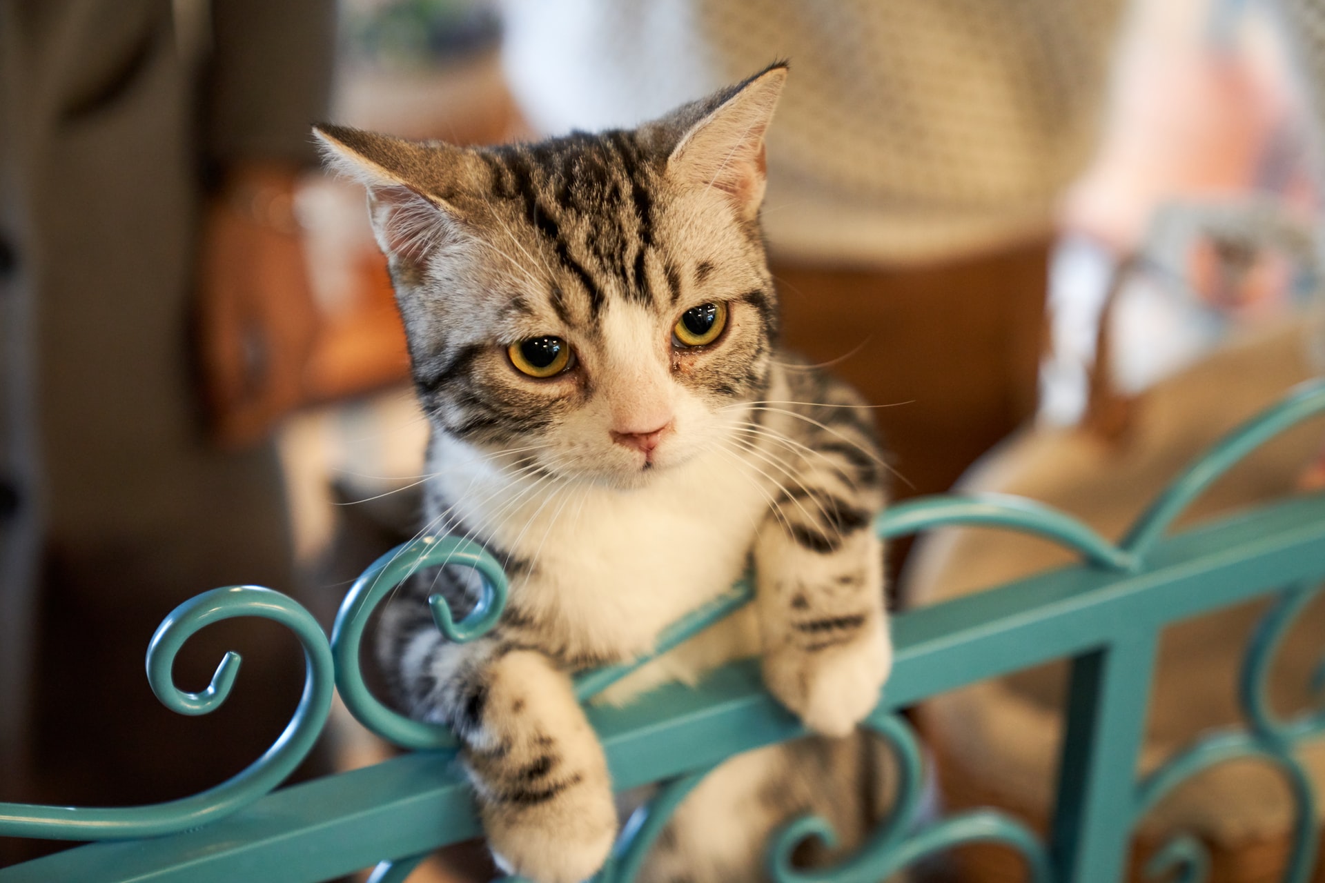 Tabby cat clinging to blue railings
