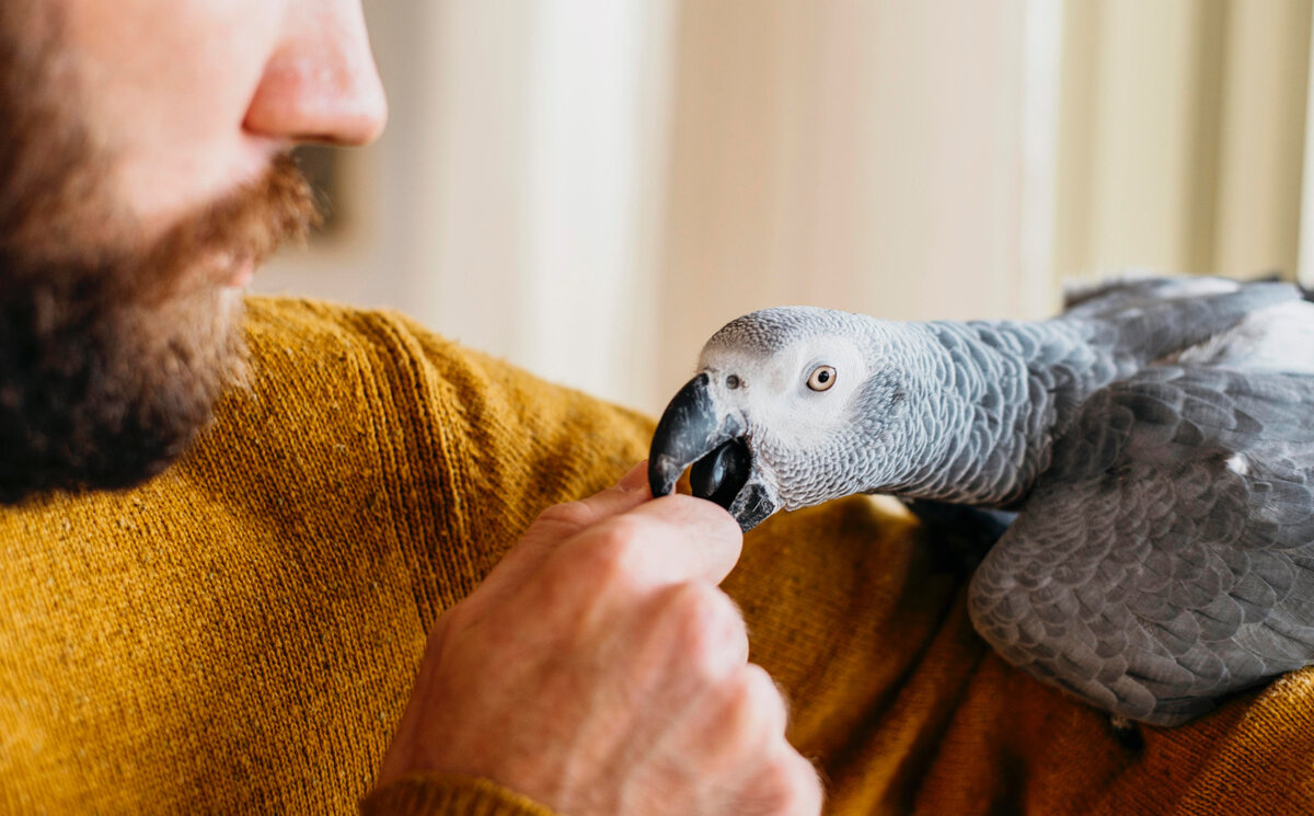 A happy parrot perched on its owner's shoulder