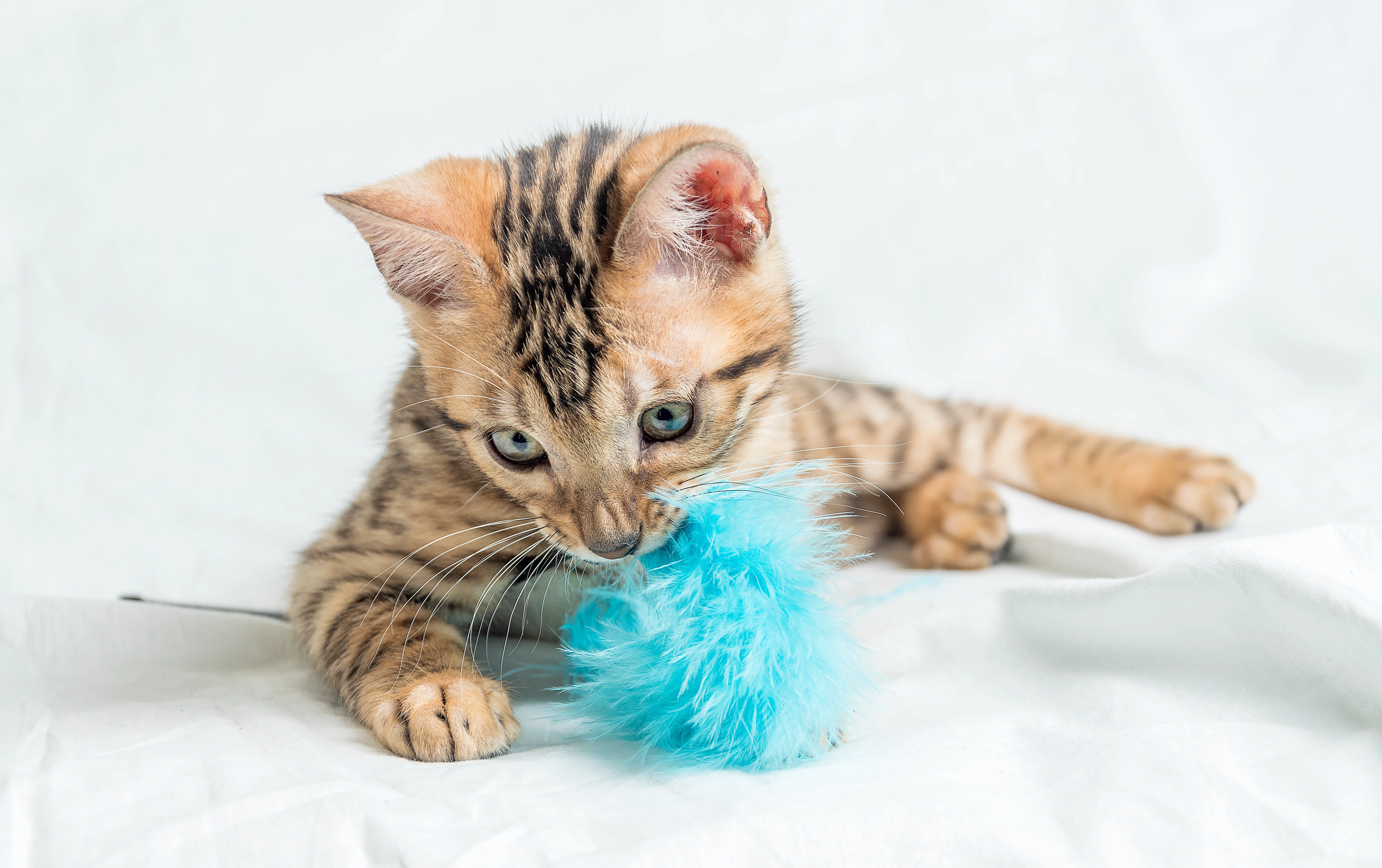 Kitten biting training