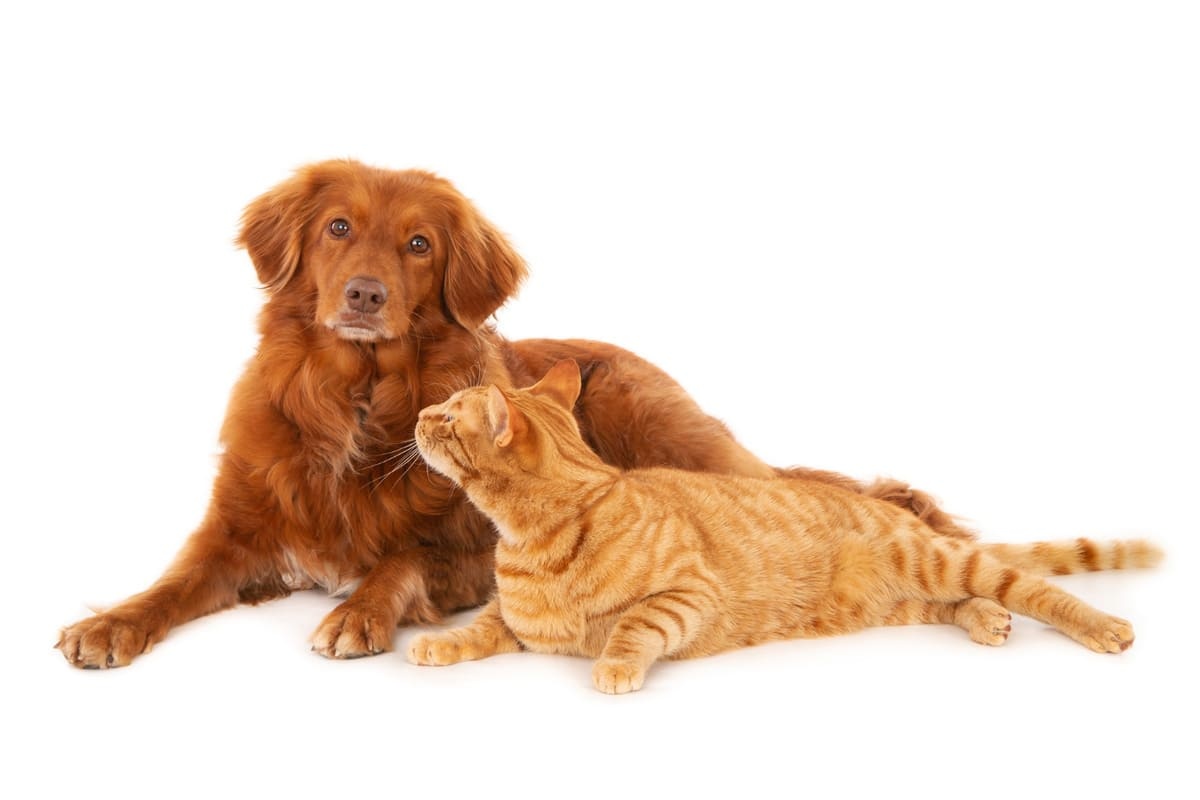 Golden Retriever and tabby cat lying side by side on a white background