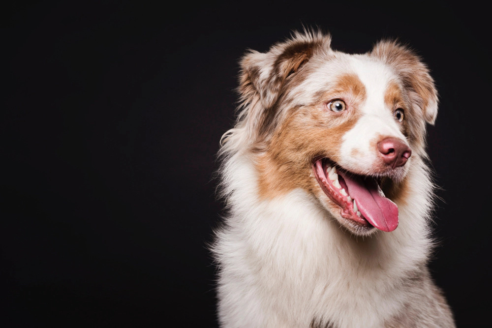 Cute dog with brown and white fur