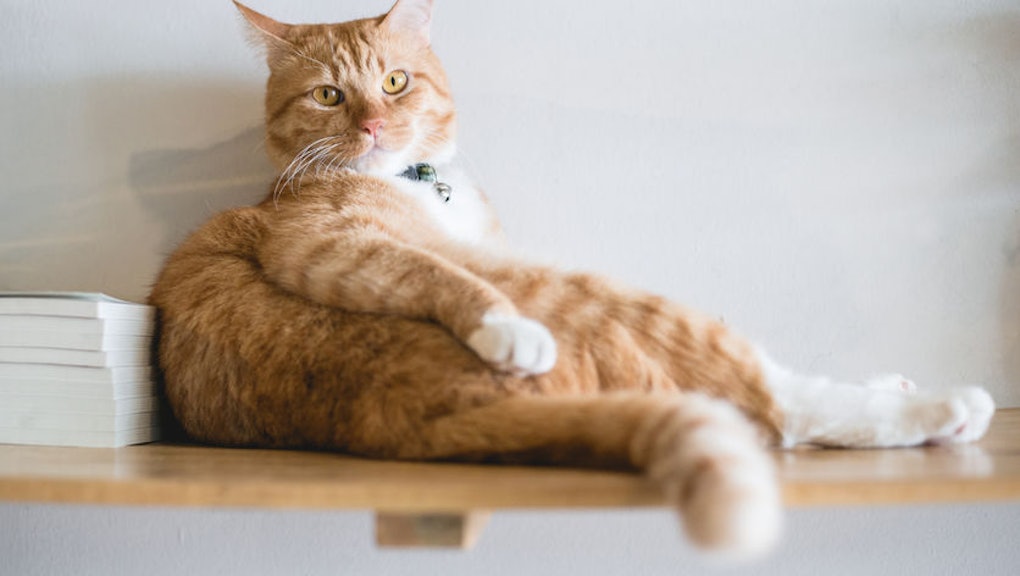 Overweight yellow cat leaning against the wall