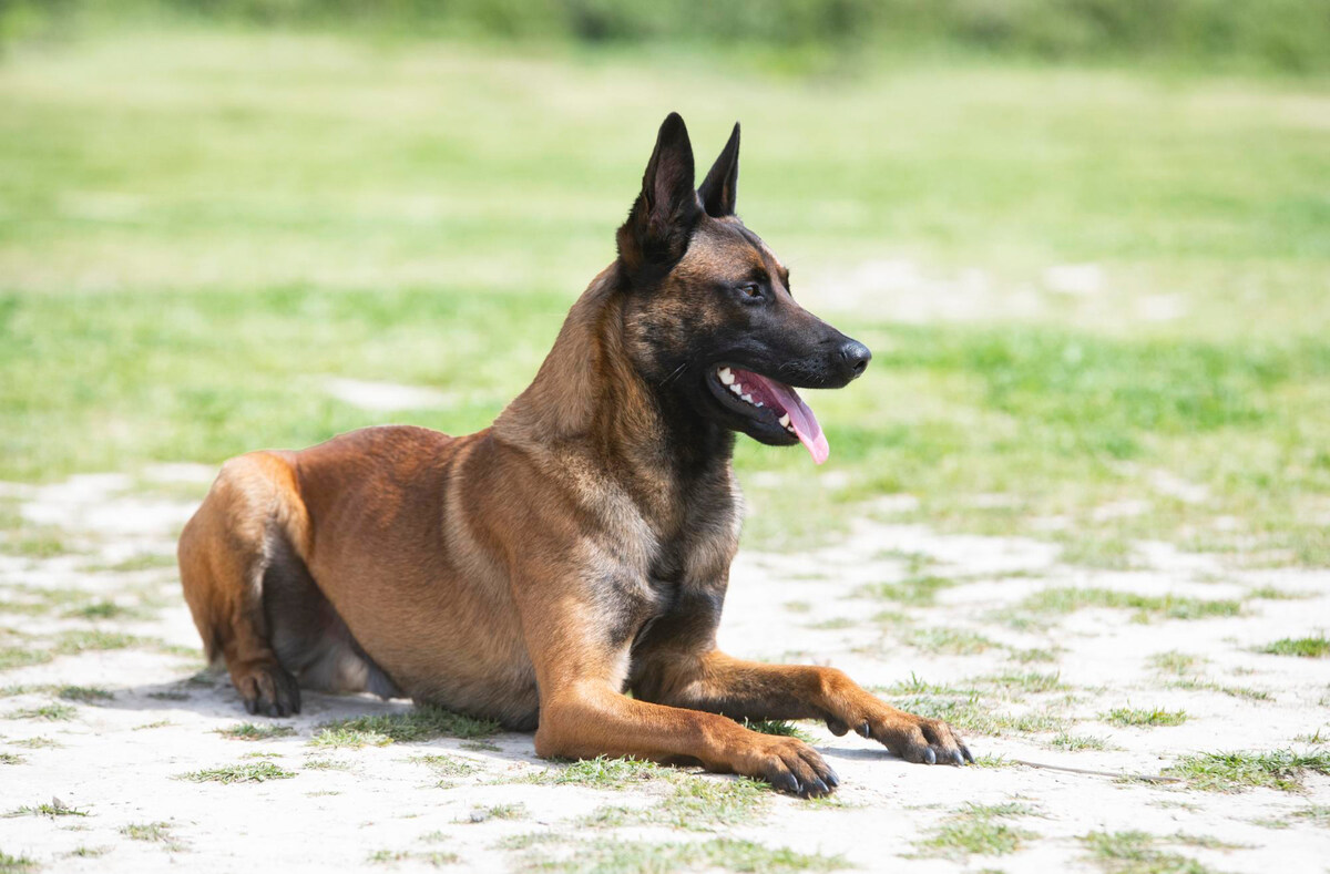 A Malinois lying on the grass