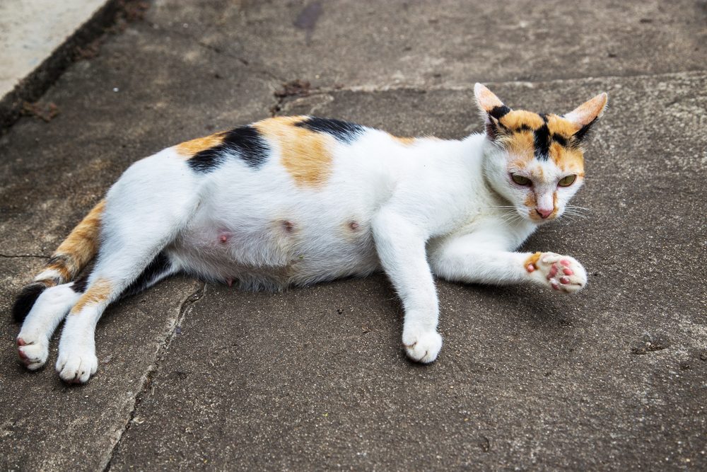 cat lying on the ground
