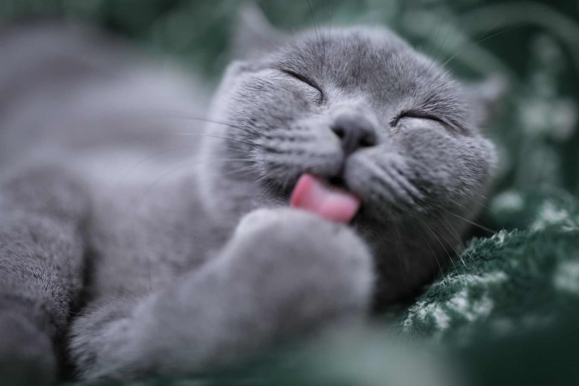 A gray-furred cat licking its paw