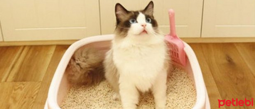 How to Clean a Cat's Litter Box?