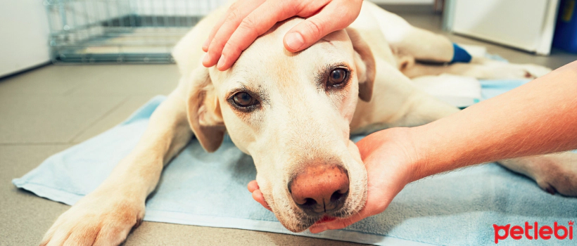 Antifreeze Poisoning in Dogs