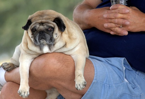 What to Consider When Caring for an Overweight Dog 2