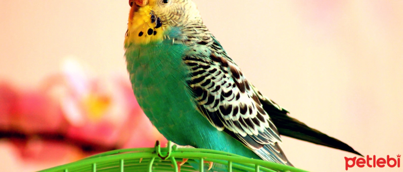 How to Make Budgies Talk?