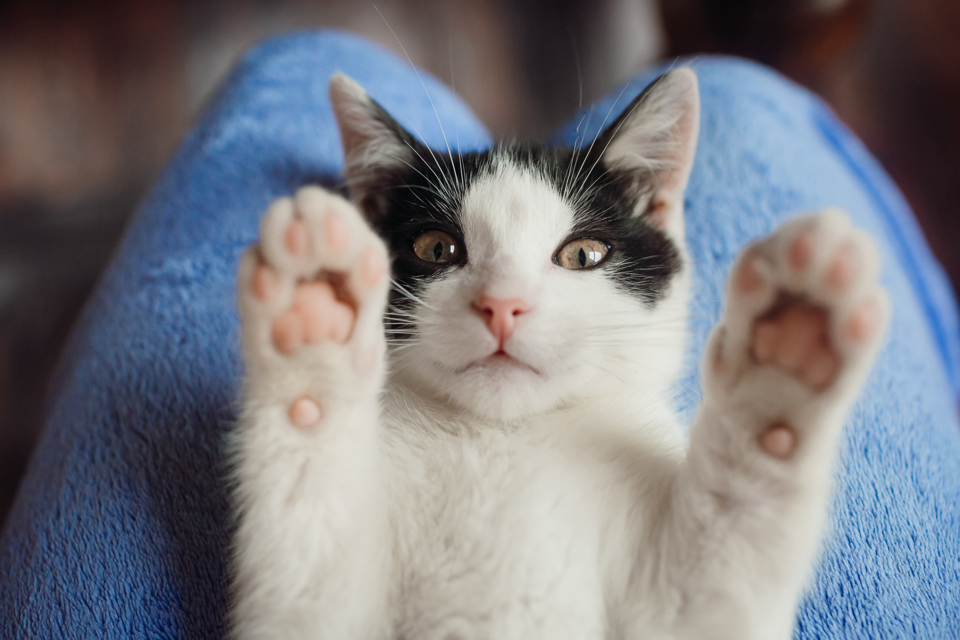 Cat lying on its back with its paws raised