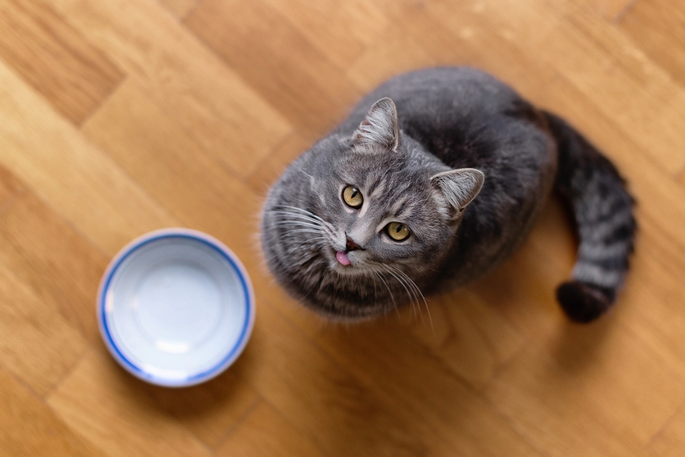 Cat waiting for food