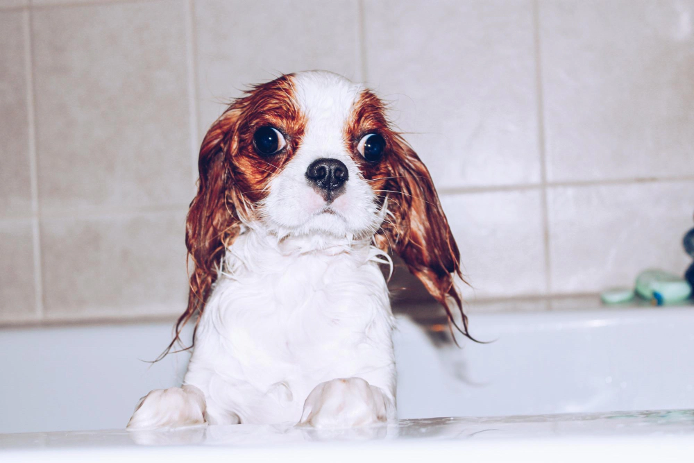 banyo yapan Cavalier King Charles Spaniel