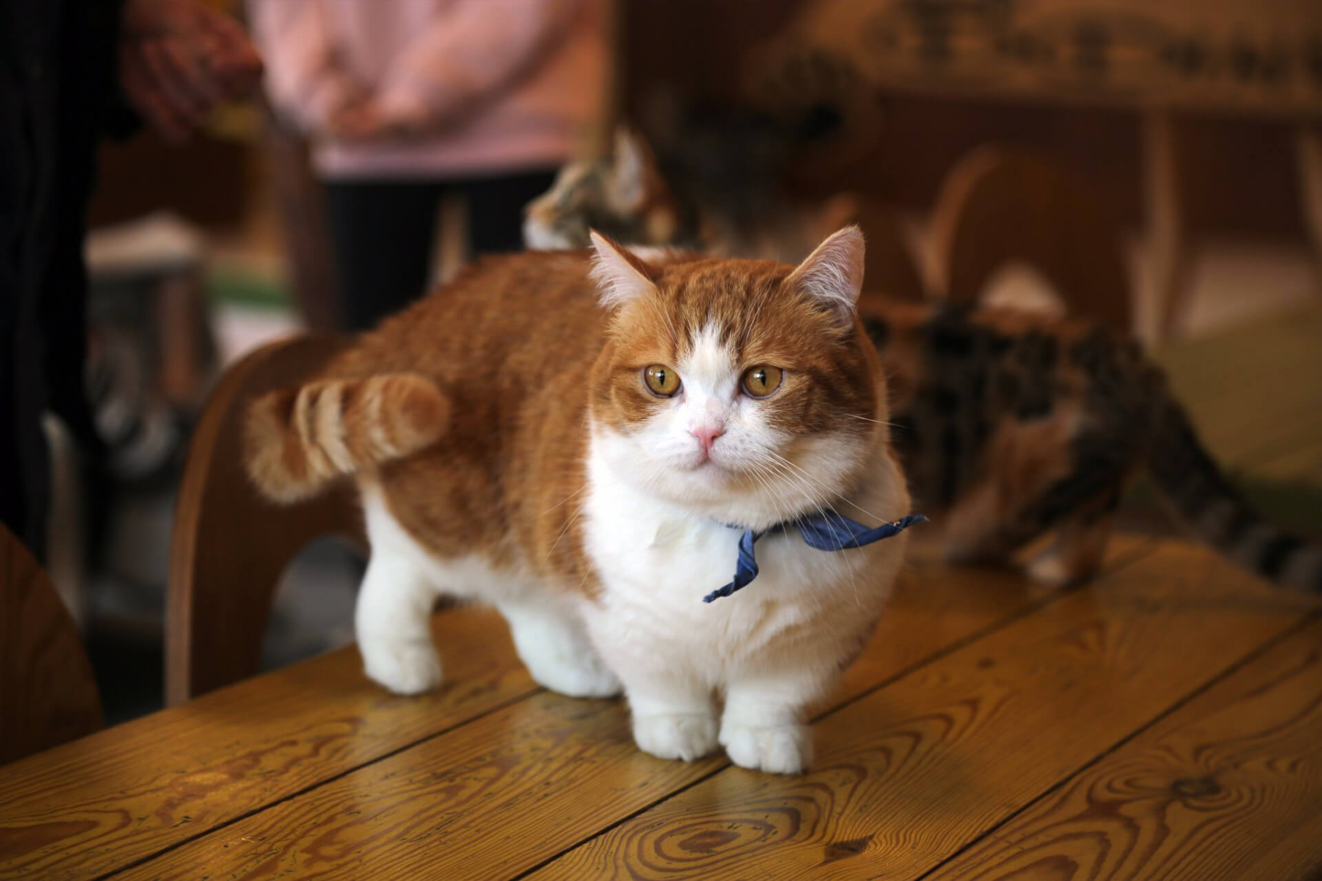 Small cat with blue collar