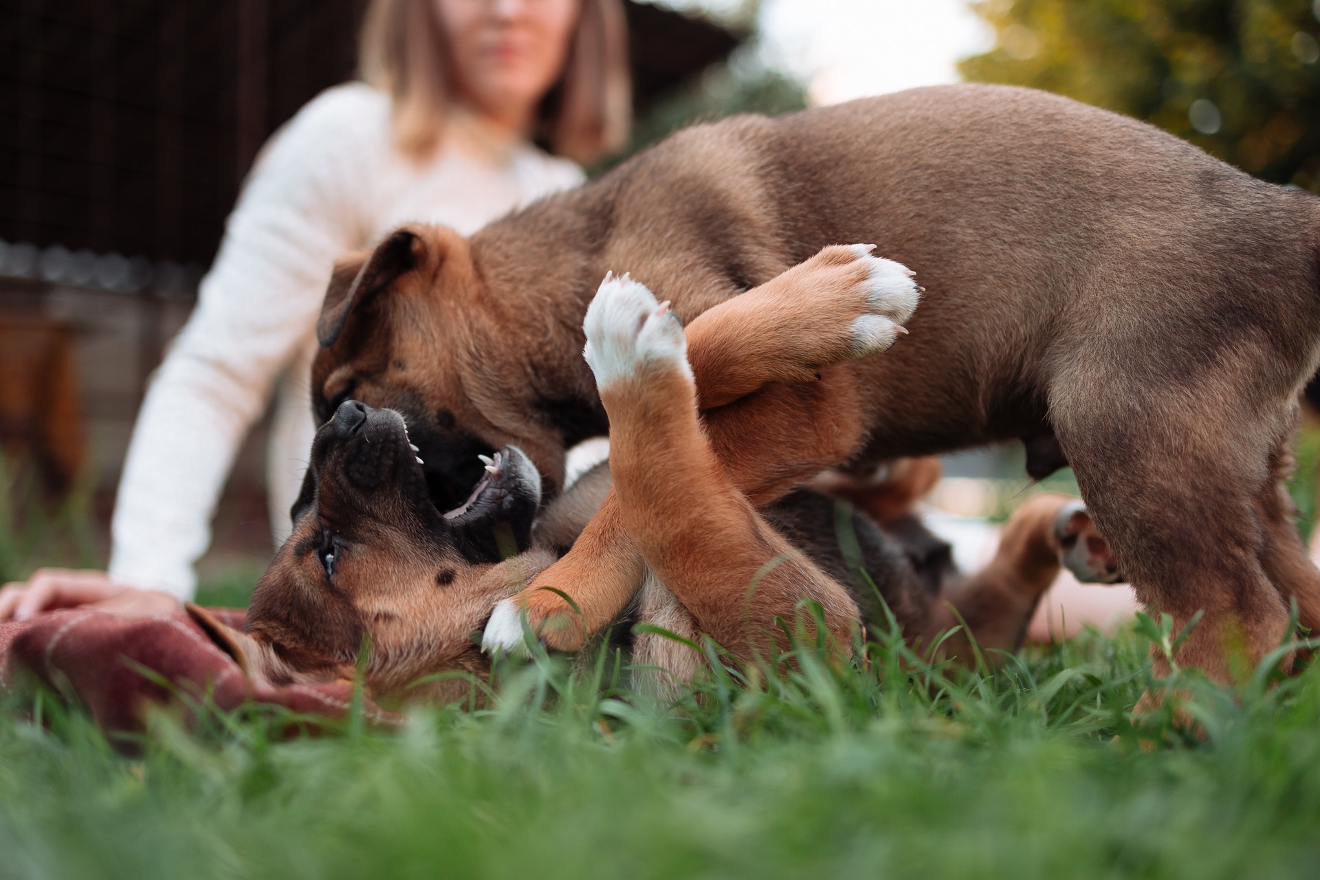 Puppies playing in the grass