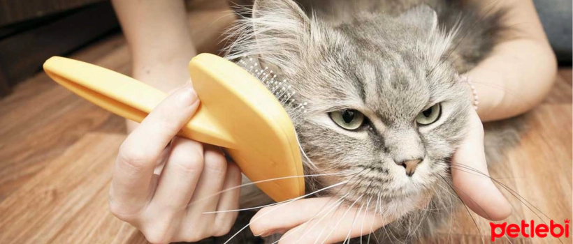 How to Clean a Cat Comb?