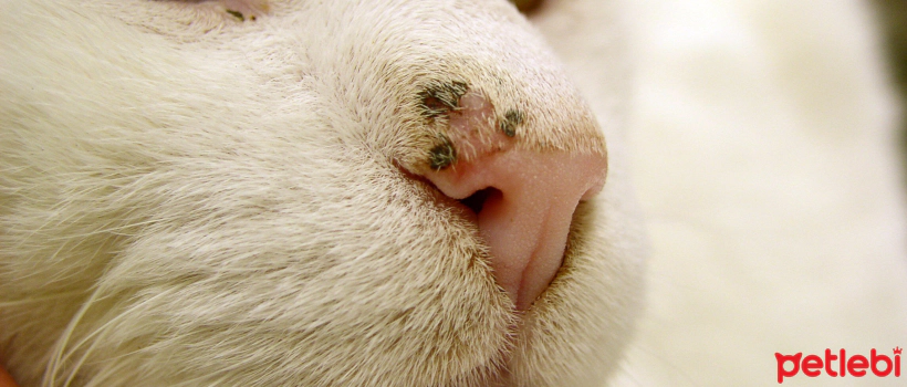 Nasal Sores in Cats