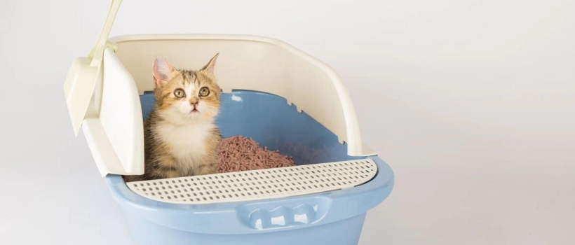Causes, Treatment Methods, and Medications for Constipation in Cats