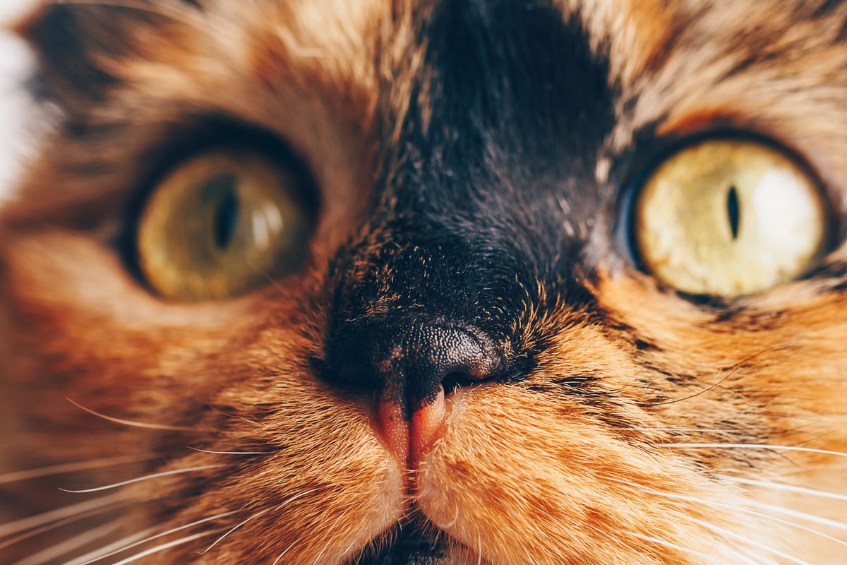 Cat with close-up of face