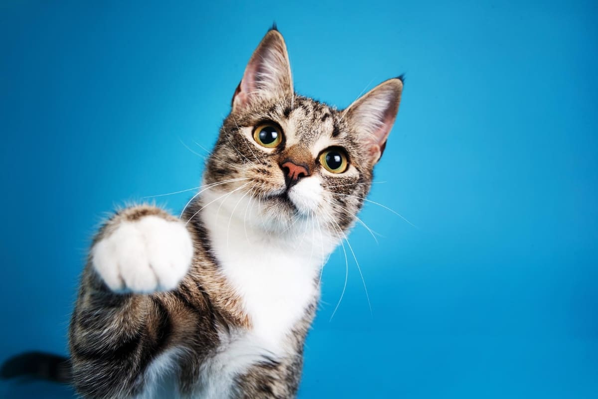 A tabby cat with one paw raised, looking straight ahead against a blue background