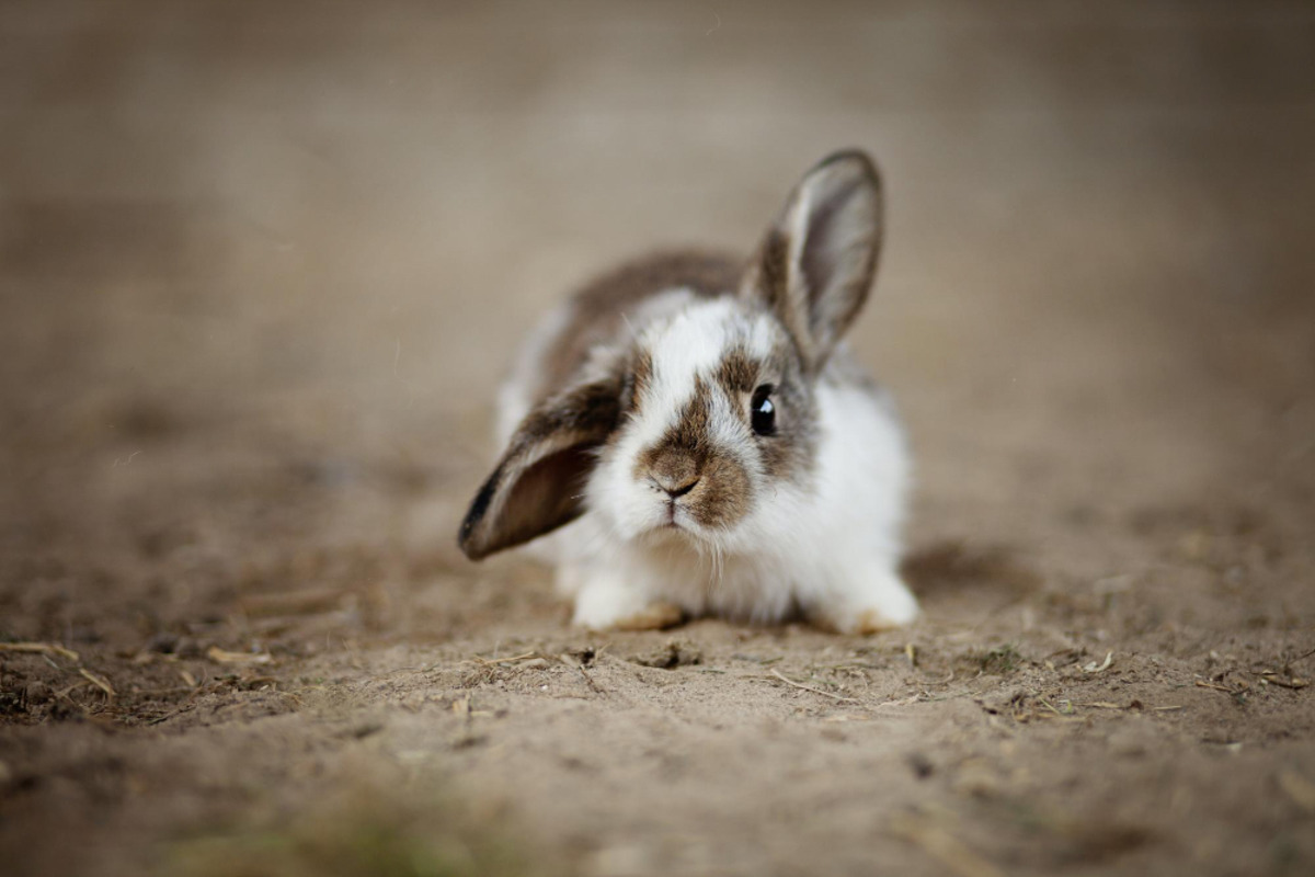 A baby rabbit standing on the ground