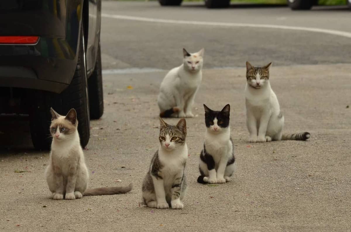 Cats standing together in the street