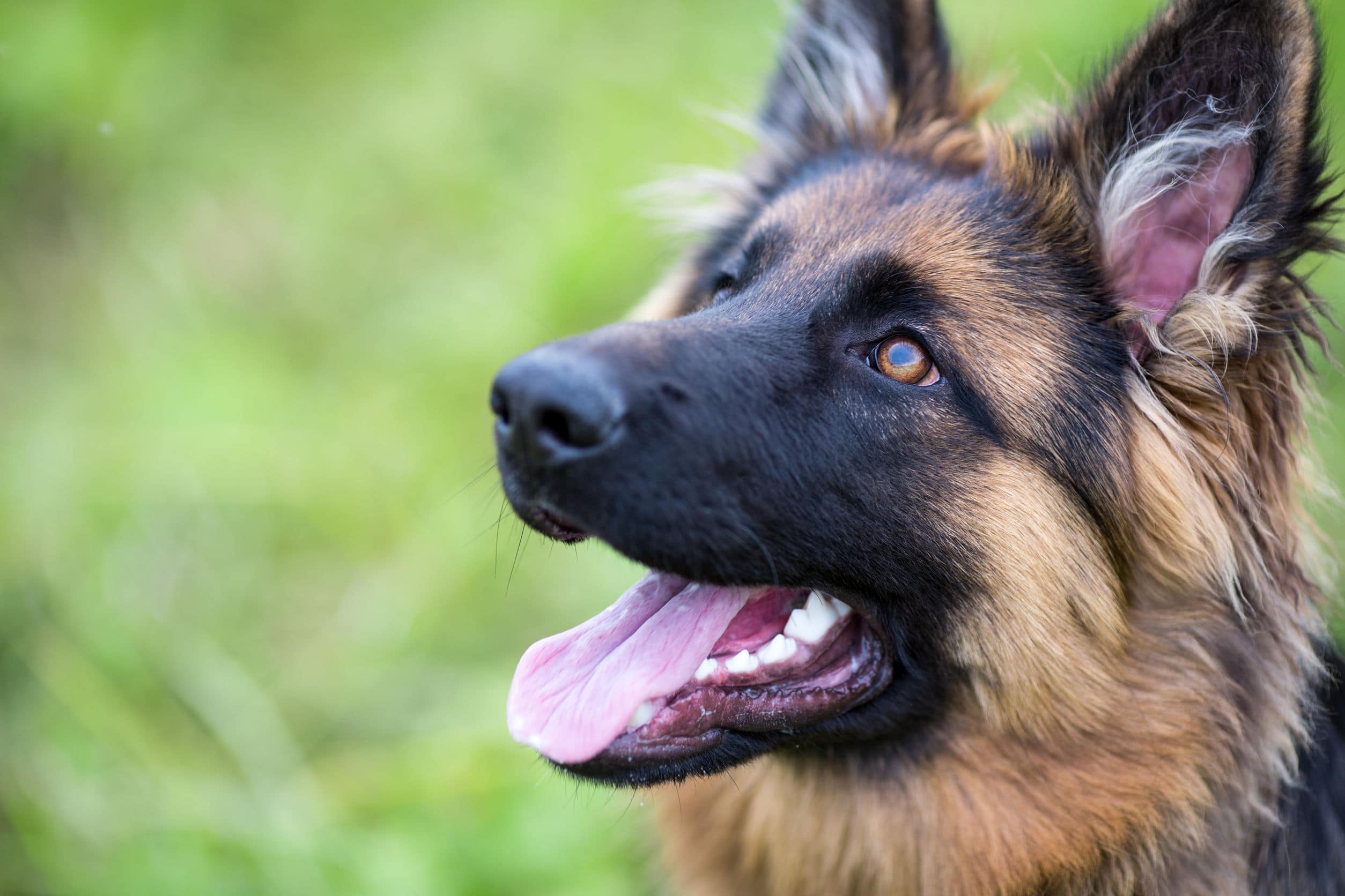 German Shepherd with mouth open looking upwards