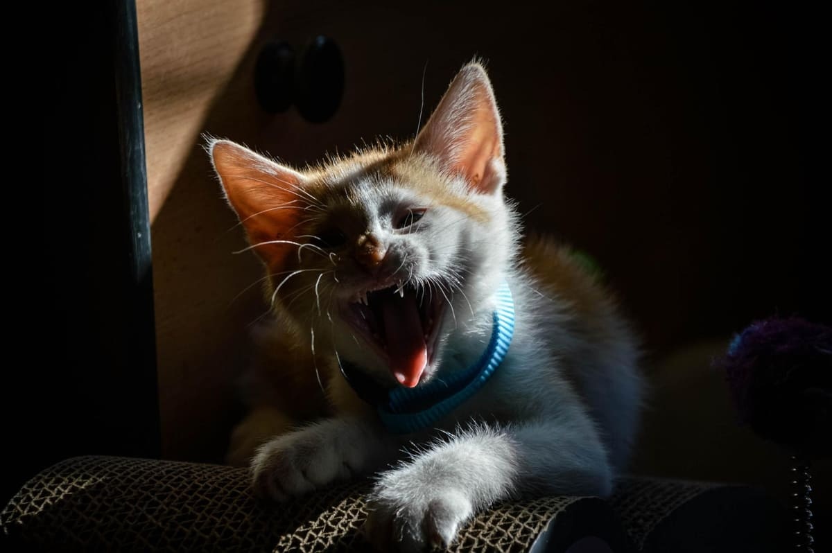crying kitten sitting on the couch