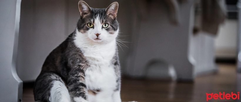Obesity Problem in Cats