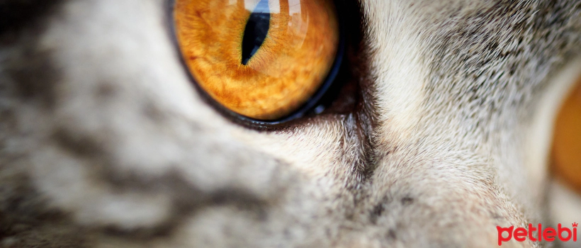 Eye Structures and Functions of Cats